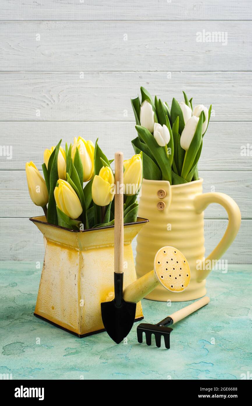 Tulipani primaverili in vaso giallo e annaffiatura lattina e attrezzi da giardino giacenti su fondo di cemento blu Foto Stock