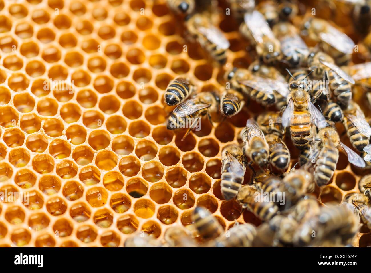 Macro foto di api da lavoro su nidi d'ape. Immagine dell'apicoltura e della produzione del miele Foto Stock