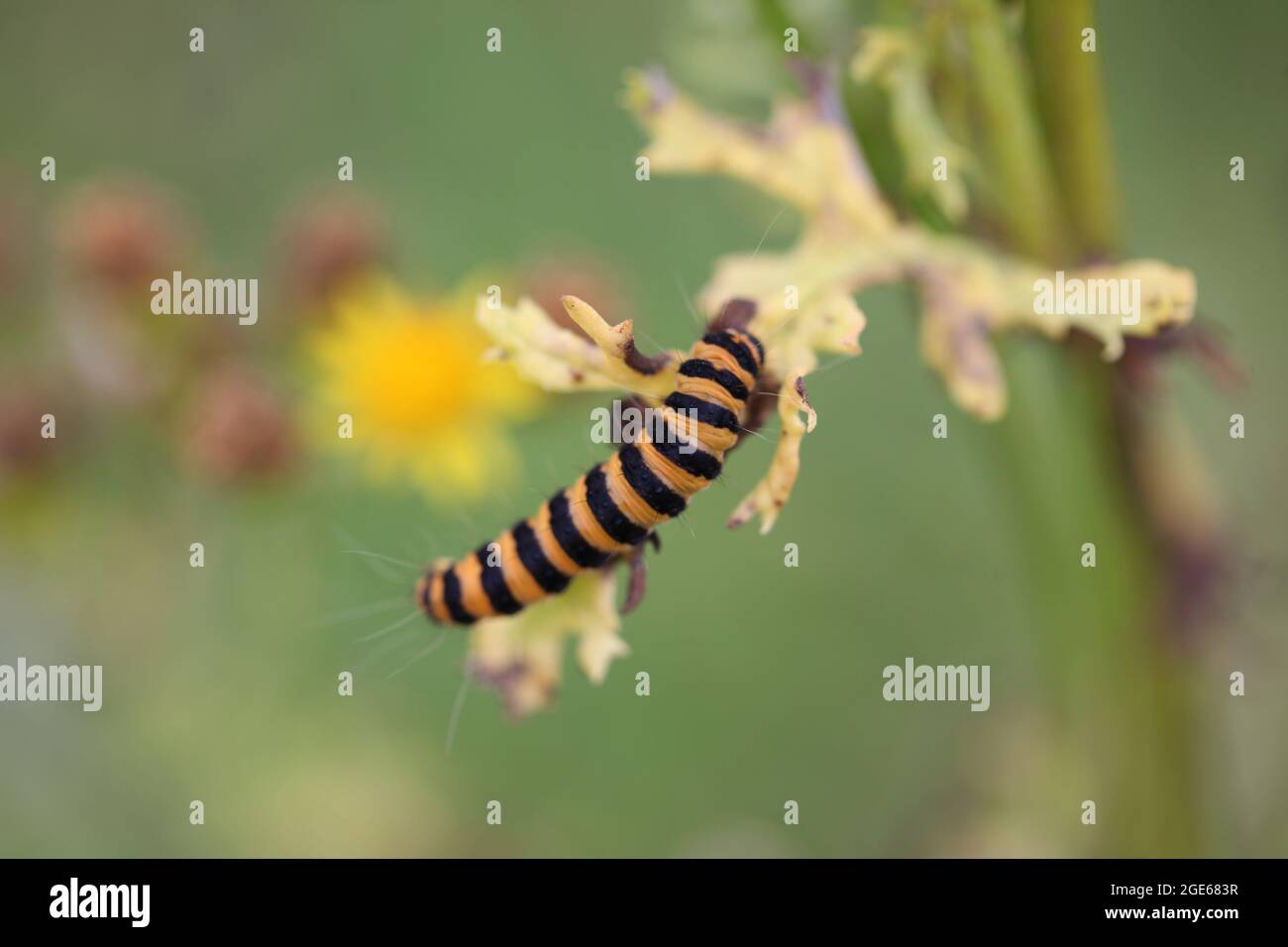 Science Lifecycles (Metamorphosis ) Tirria jacobaeae Foto Stock