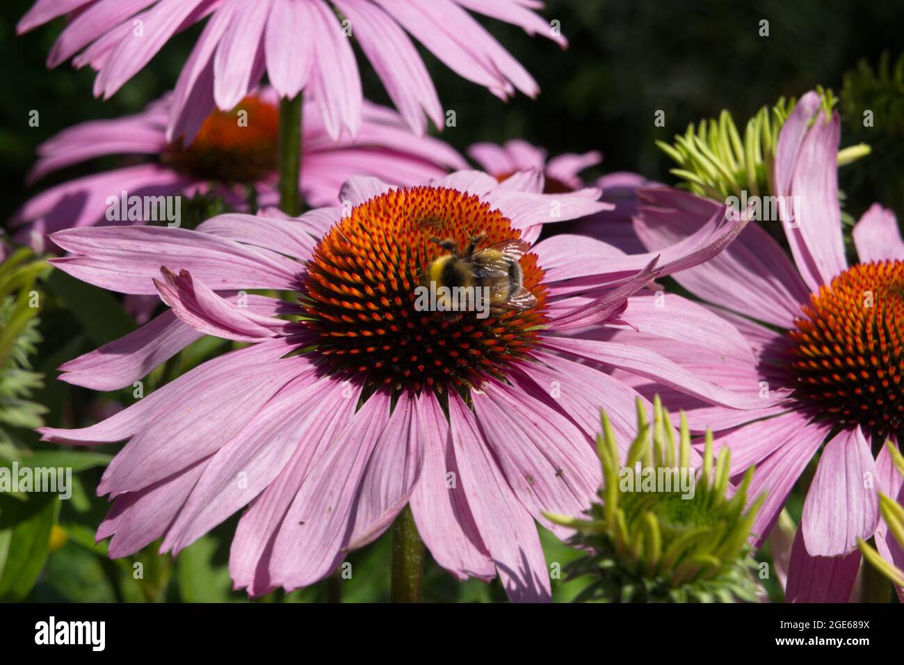 Echinacea: Coneflower Foto Stock