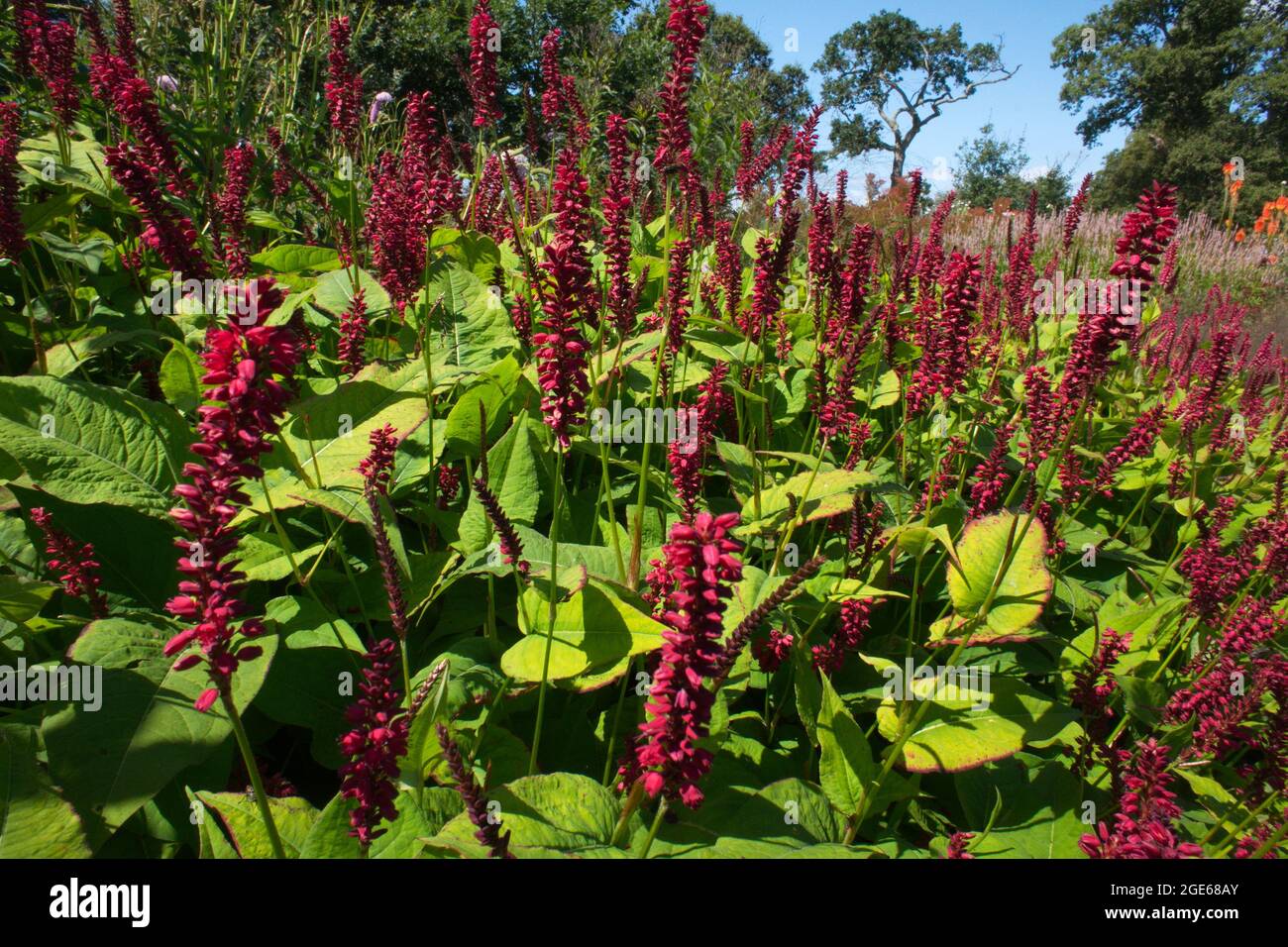 Red Bistort pianta Foto Stock