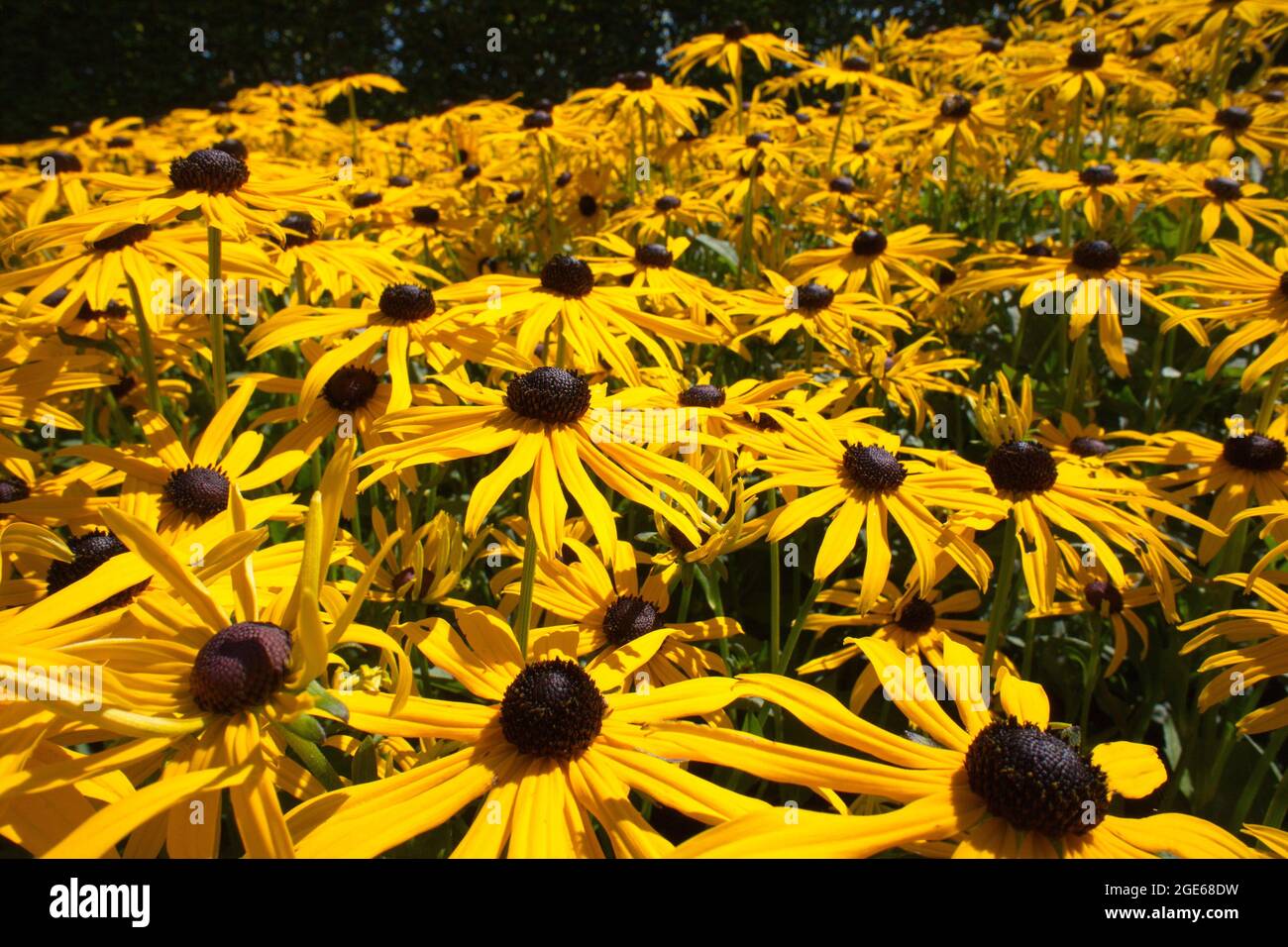 Bella foto di fiori gialli di Black Eyed Susan Foto Stock