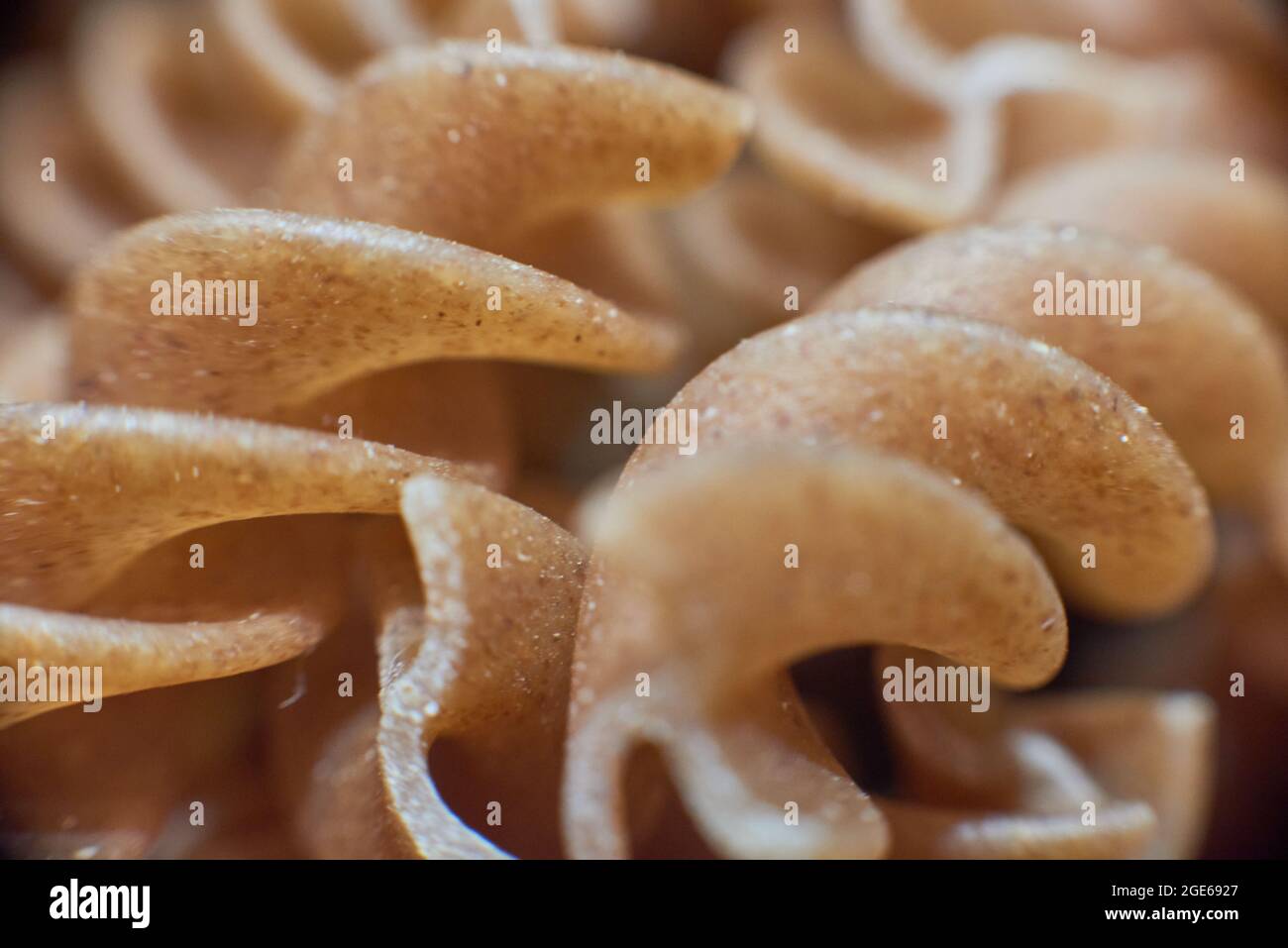 Macro foto di pasta di farro pasta farro intero farro sfuso da vendere in ECO store Foto Stock