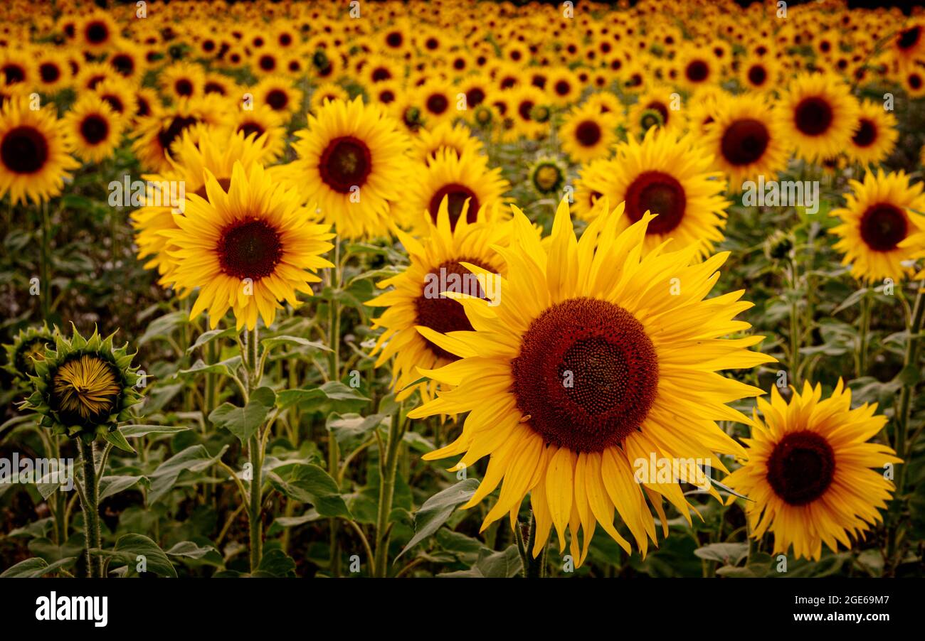 Golden Glow di campo di girasole poco prima di un tramonto estivo in Hertfordshire Foto Stock