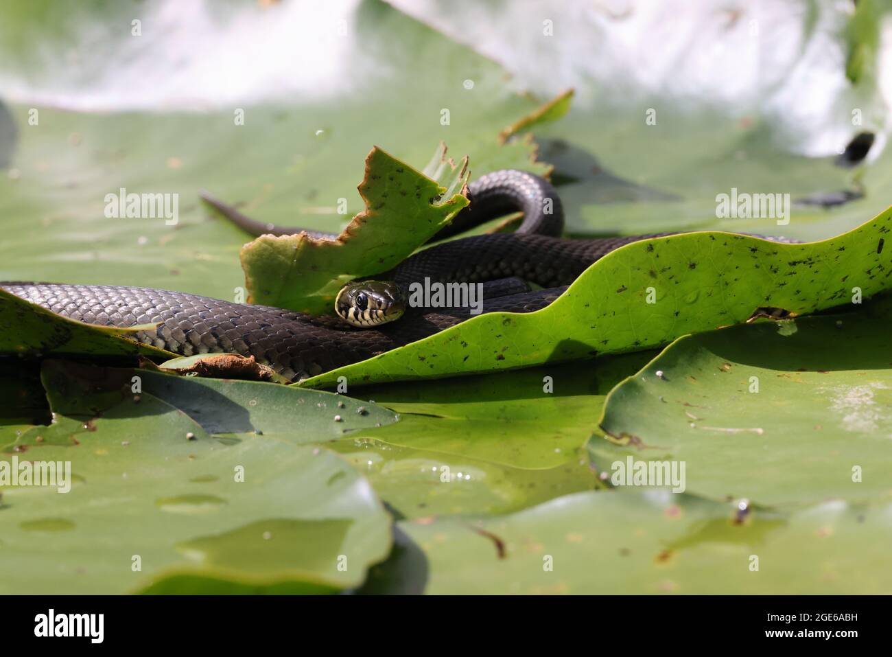 Serpente d'erba, serpente d'erba (Natrix natrix), su giglio, Germania Foto Stock