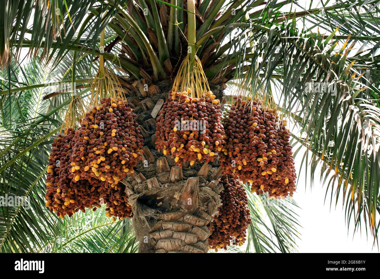 palme con date -QATAR Foto Stock