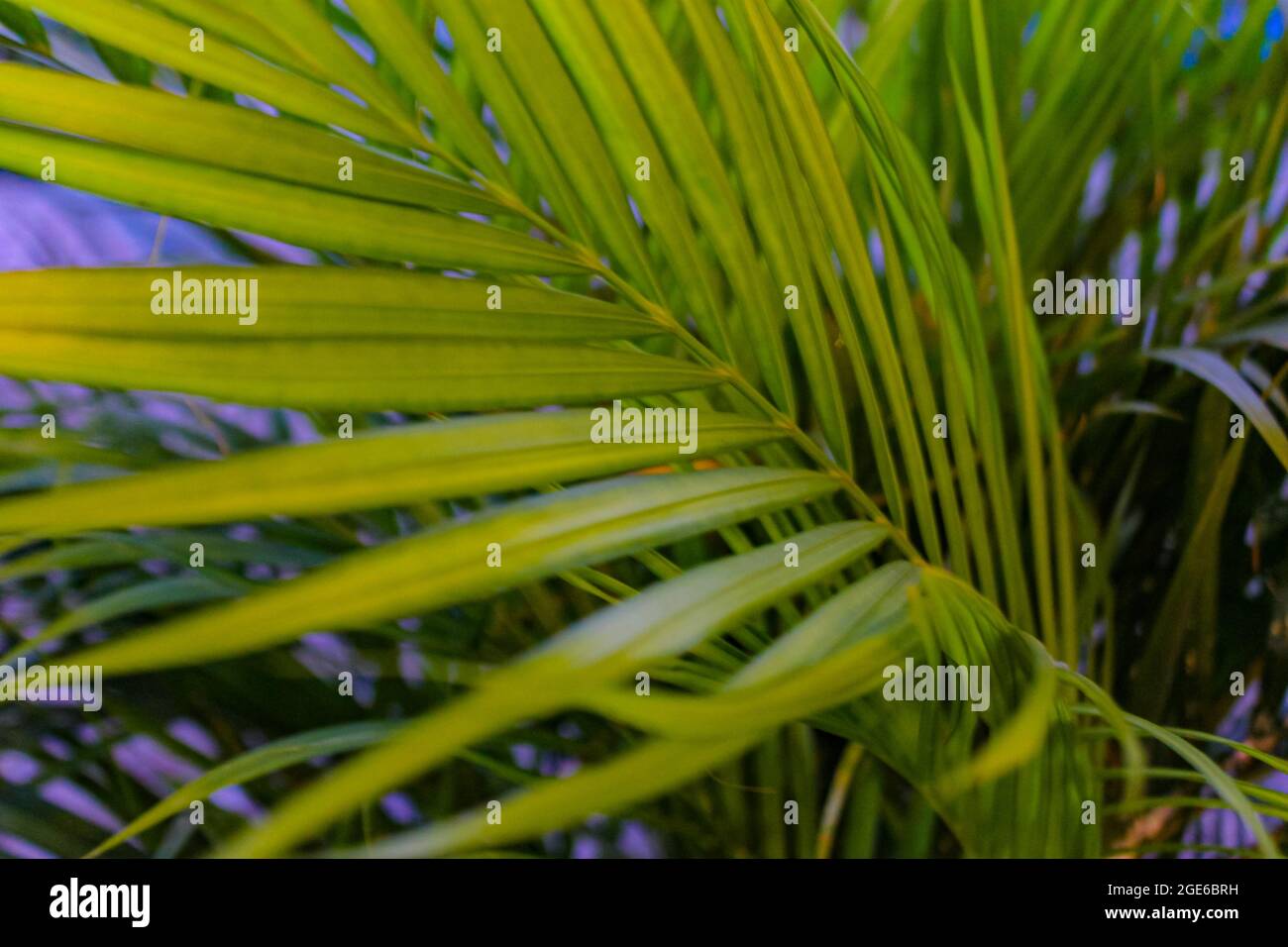 Primo piano di facciate di palme piantate in pentole Foto Stock