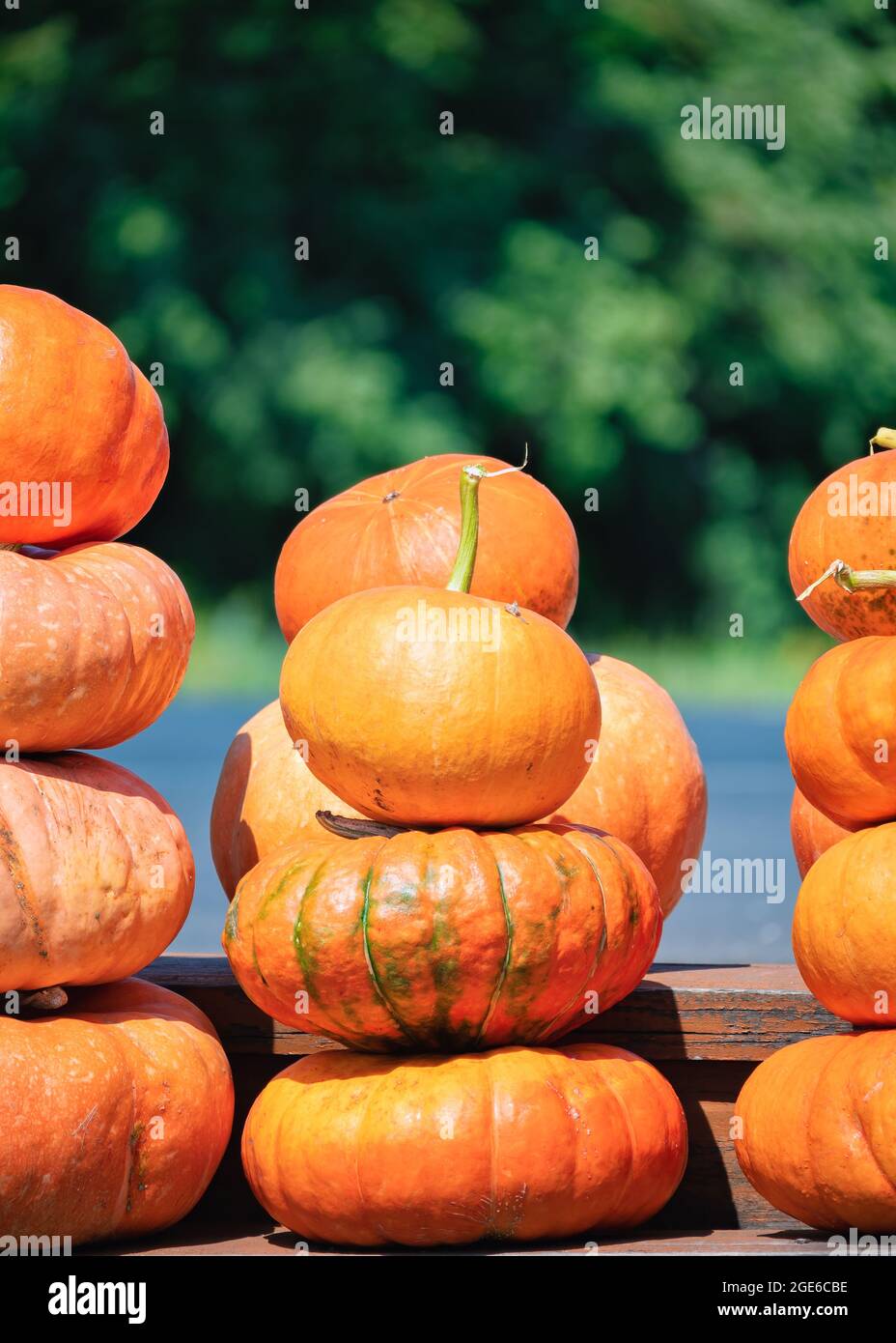 Un gruppo di zucche impilate l'una sopra l'altra disposte su un supporto in tavola di legno. Colori arancio brillante di verdure mature. Celebrazione di Halloween, Foto Stock