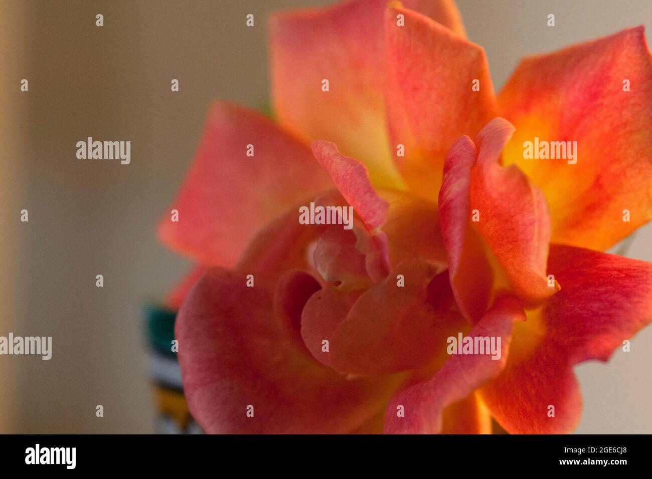 Petali di rosa a colpo chiuso Foto Stock