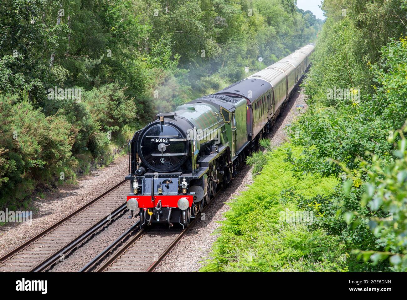 Il treno a vapore Tornado, una locomotiva LNER Peppercorn Classe A1, che attraversa l'Hampshire Foto Stock