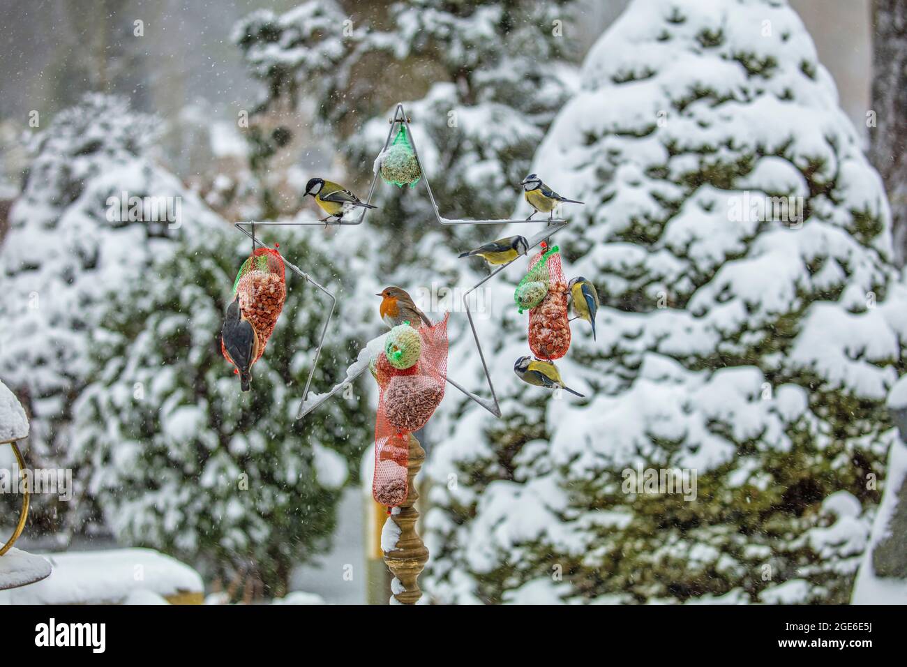 Paesi Bassi, Õs-Graveland, Giardino delle sculture De Zanderij. Inverno, neve. Luogo di alimentazione degli uccelli. Robin, Nuthatch, Great Tit, Blue TITS. Foto Stock