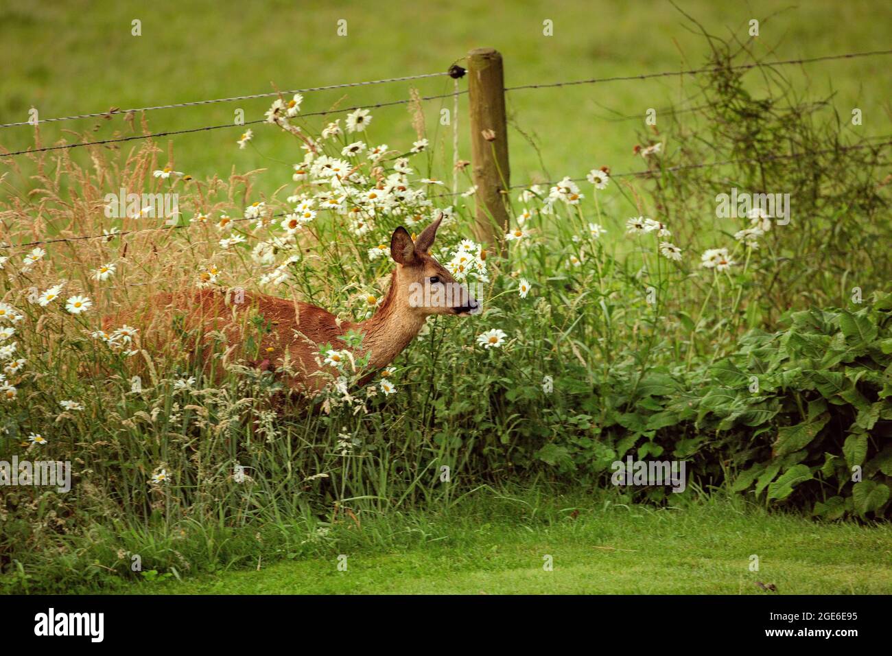 Paesi Bassi, Õs-Graveland, tenuta rurale Hilverbeek. Capriolo, femmina, che entra in giardino. Foto Stock