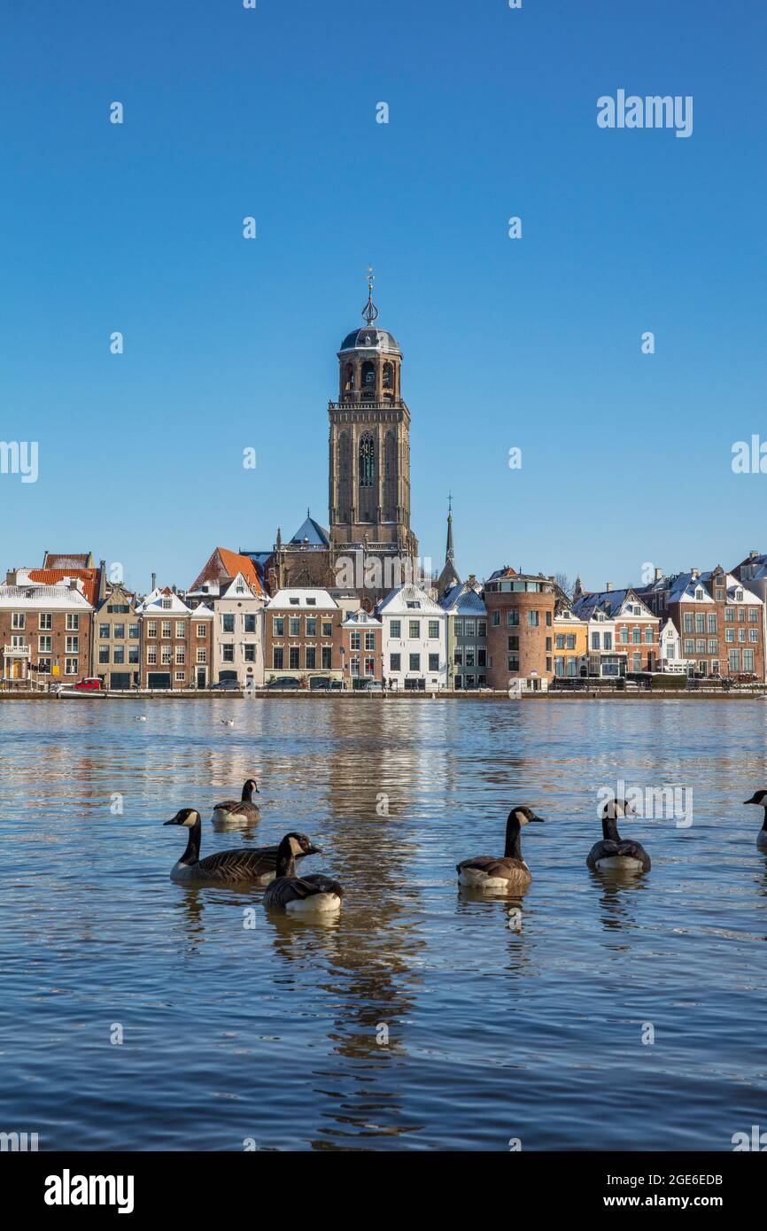 Paesi Bassi, Deventer. Skyline. Fiume IJssel. Livello dell'acqua elevato. Oche di Barnacle (leucopsis Branta). Inverno. Foto Stock