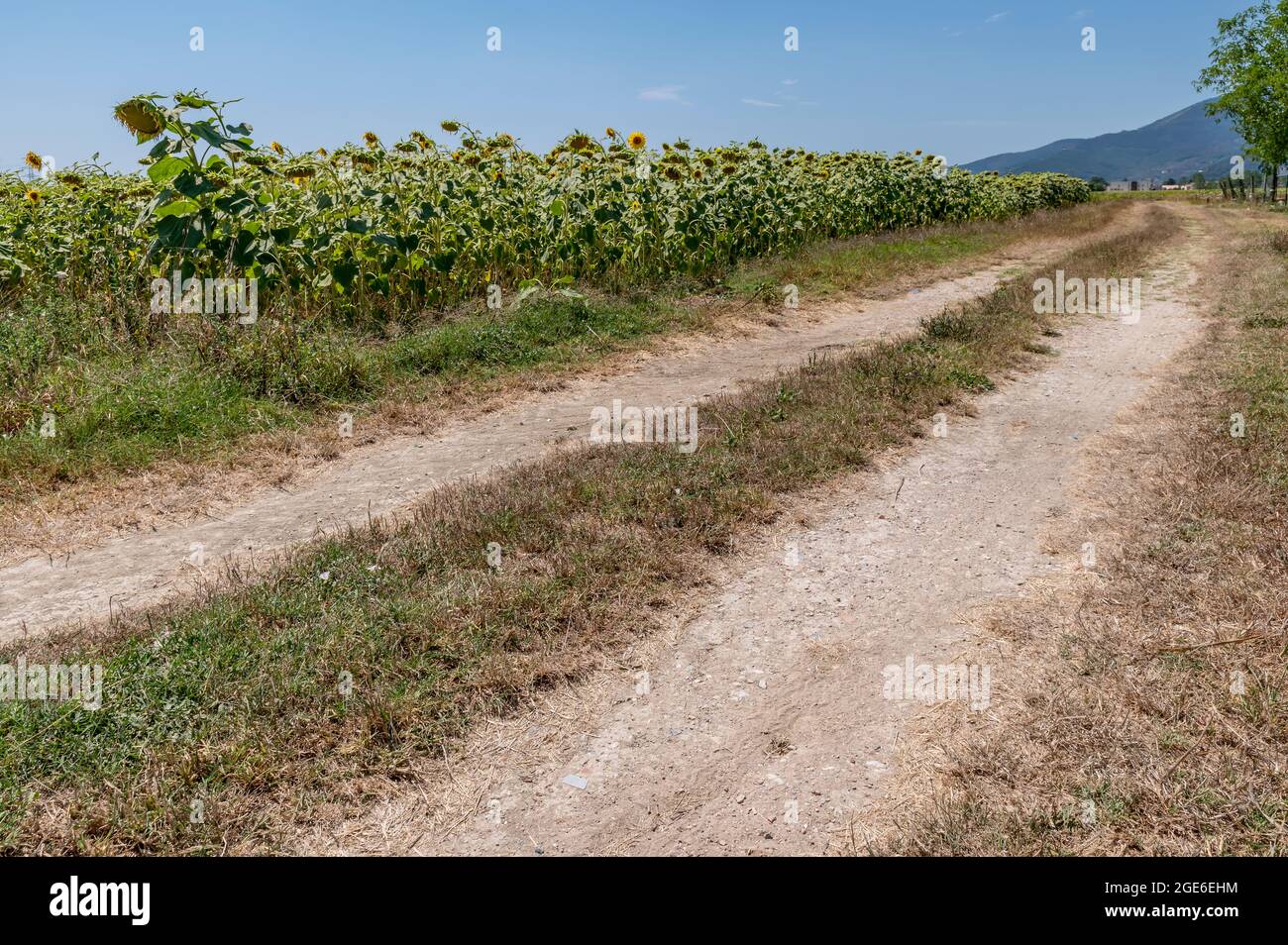 Una strada di campagna corre lungo un campo di girasoli con il terreno reso parched dalla siccità prolungata Foto Stock
