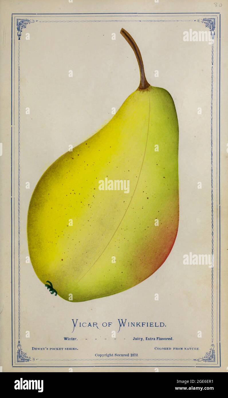 Vicar of Winkfield PEAR from Dewey's Pocket Series' il libro degli esemplari tascabile del nurseryman : colorato dalla natura : frutta, fiori, alberi ornamentali, arbusti, rose, &c di Dewey, D. M. (Dellon Marcus), 1819-1889, editore; Mason, S.F pubblicato a Rochester, NY da D.M. Dewey nel 1872 Foto Stock