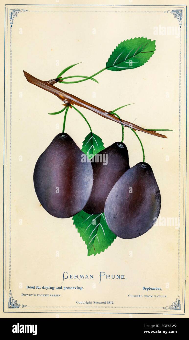 Prugna di prugne tedesca di Dewey's Pocket Series' il libro degli esemplari tascabile dell'infermiere : colorato dalla natura : frutta, fiori, alberi ornamentali, arbusti, rose, &c di Dewey, D. M. (Dellon Marcus), 1819-1889, editore; Mason, S.F pubblicato a Rochester, NY da D.M. Dewey nel 1872 Foto Stock