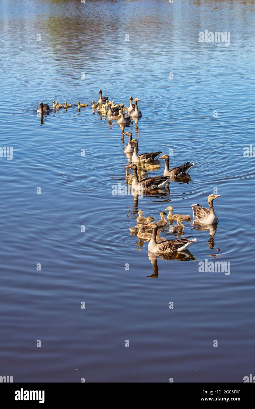 Paesi Bassi, De Meije, Famiglia di oche greylag nel fiume De Meije. Foto Stock