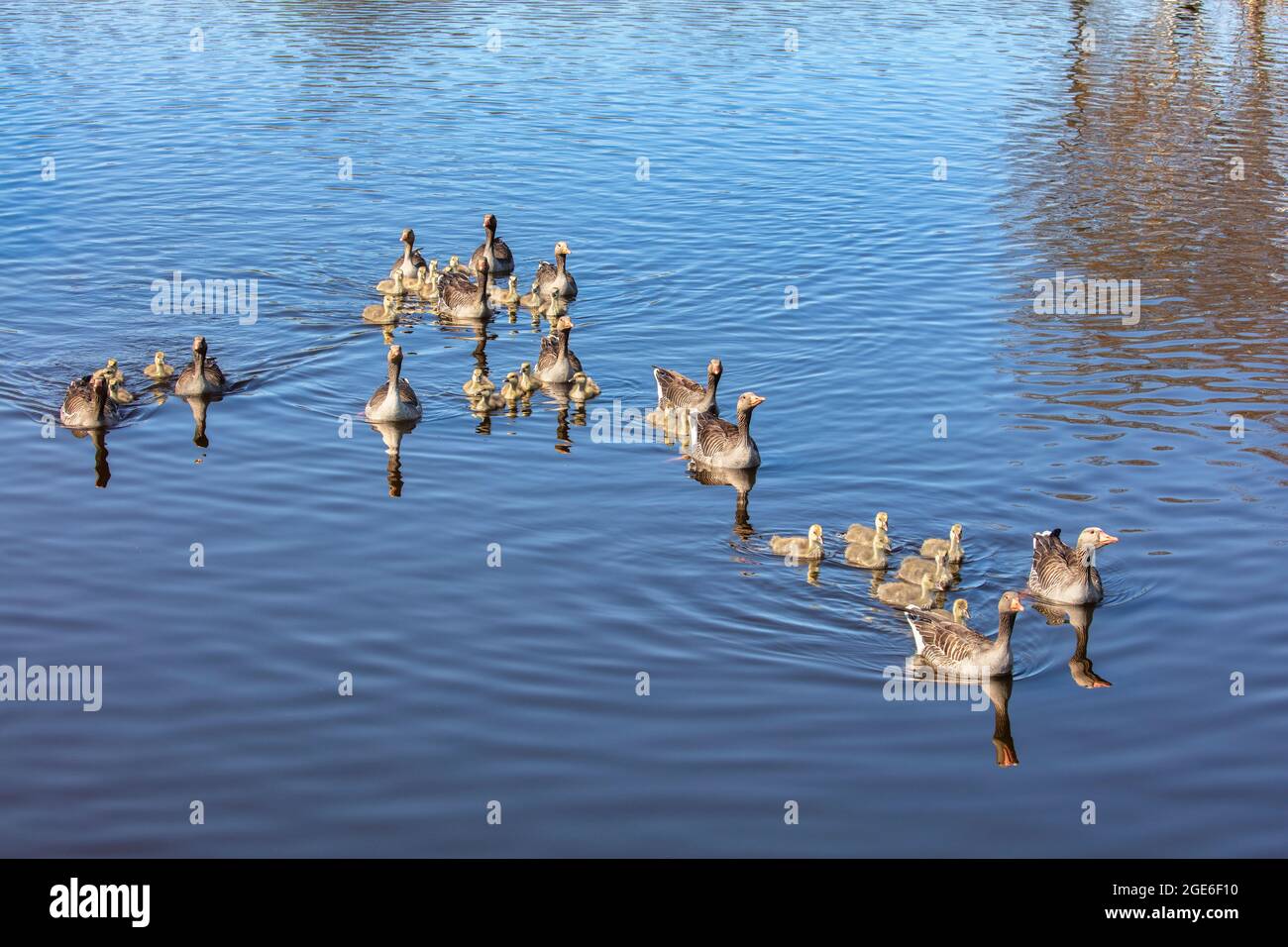 Paesi Bassi, De Meije, Famiglia di oche greylag nel fiume De Meije. Foto Stock