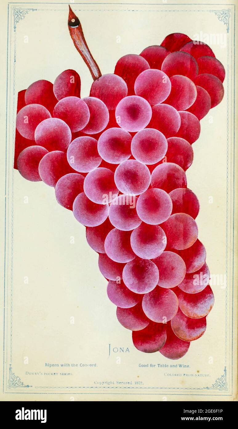 Uva Iona di Dewey's Pocket Series' il libro degli esemplari tascabile dell'infermiere : colorato dalla natura : frutta, fiori, alberi ornamentali, arbusti, rose, &c di Dewey, D. M. (Dellon Marcus), 1819-1889, editore; Mason, S.F pubblicato a Rochester, NY da D.M. Dewey nel 1872 Foto Stock
