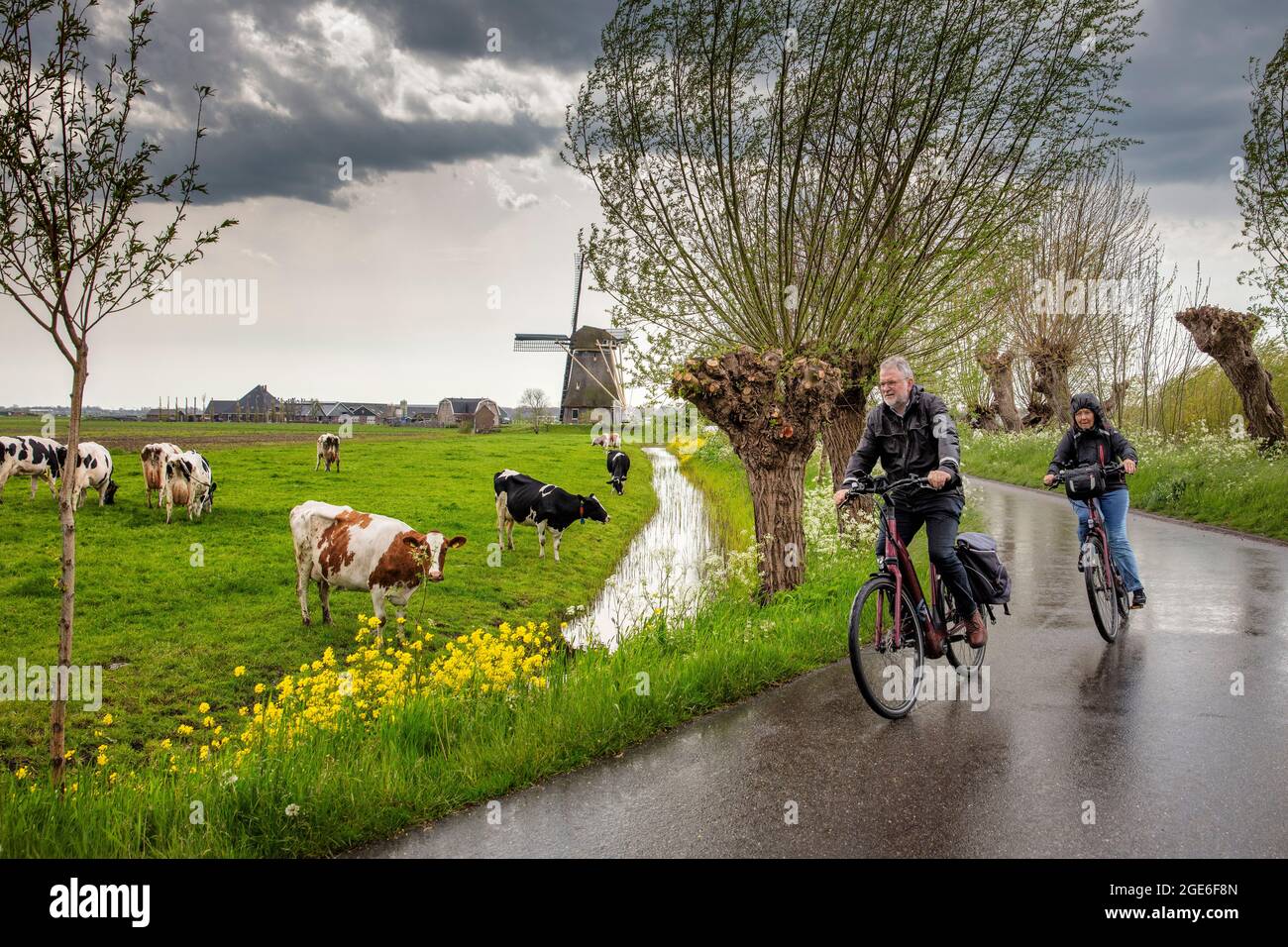 Paesi Bassi, Nigtevecht. Coppia anziana in bicicletta sotto la pioggia. Mucche. Mulino a vento. Foto Stock