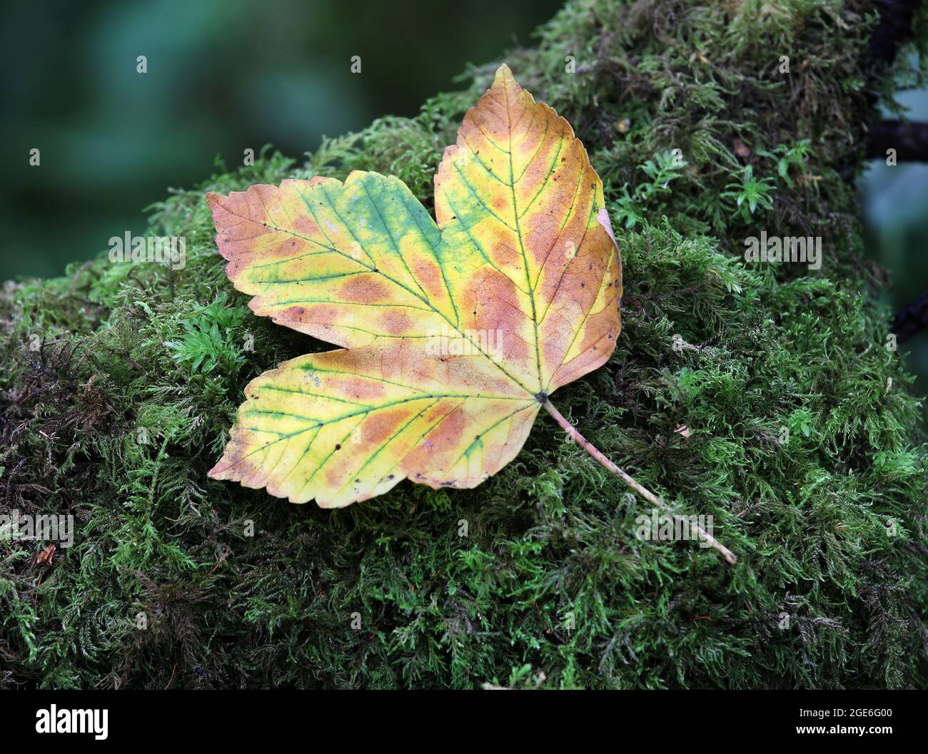 Sycamore Leaf (Acer pseudoplatanus) che si trova su un ceppo di Mossy Tree all'inizio dell'autunno, Regno Unito Foto Stock