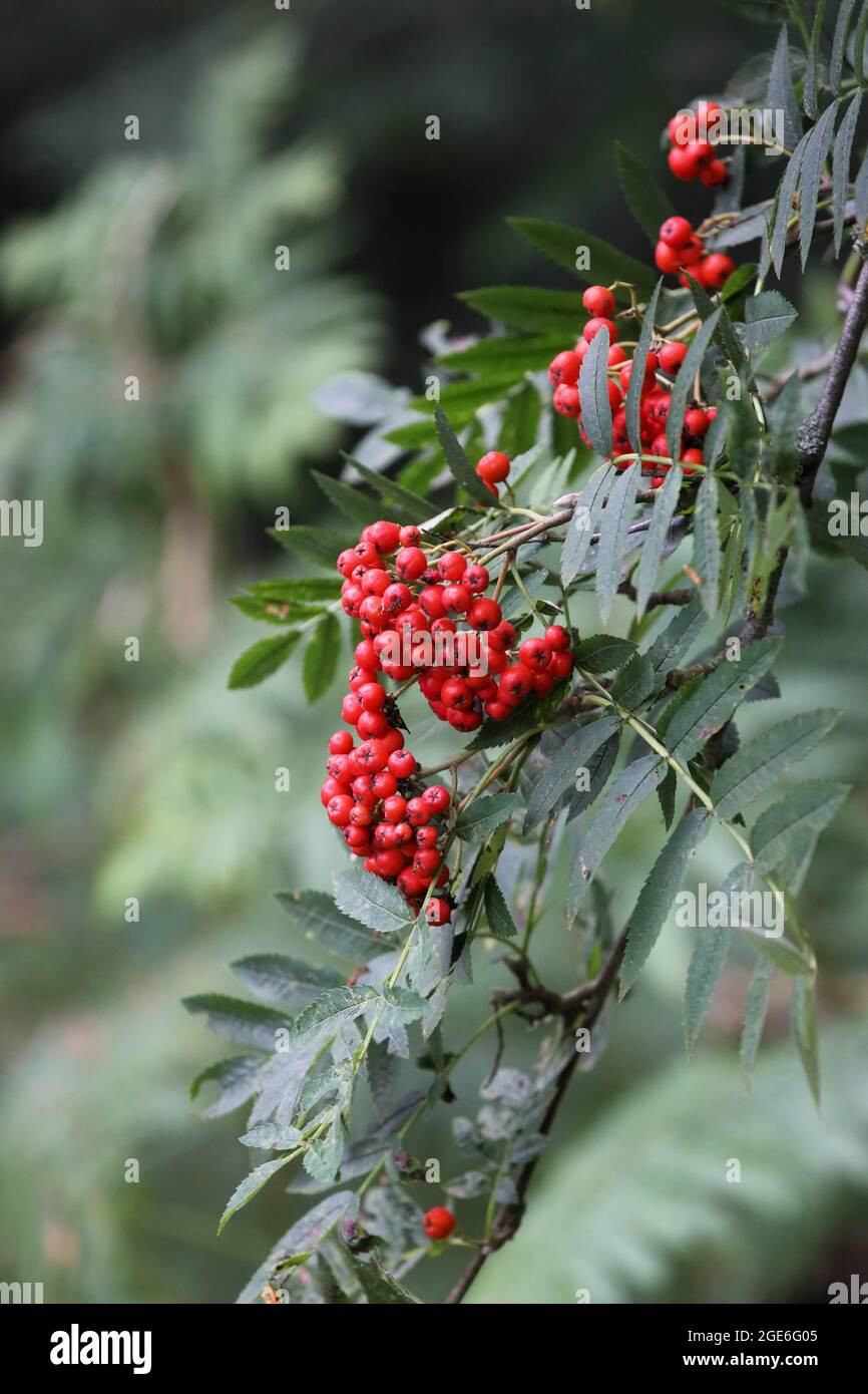 Rowan Tree (Sorbus Aucuparia) Berries in tarda estate, Inghilterra, Regno Unito Foto Stock