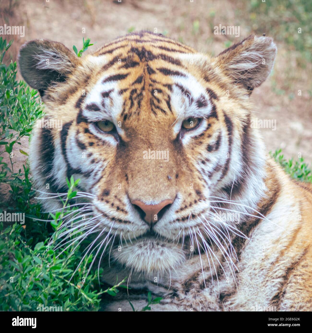 Immagine dettagliata della testa di una tigre siberiana Foto Stock