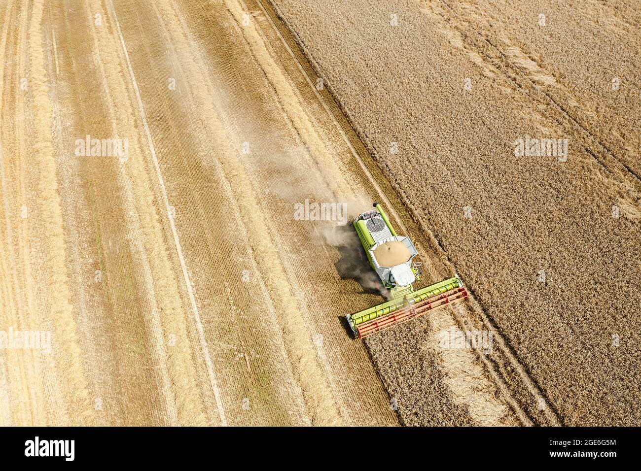 mietitrebbia che raccoglie il terreno di grano maturo dorato nelle giornate estive più luminose. vista aerea del lavoro di mietitura. Foto Stock