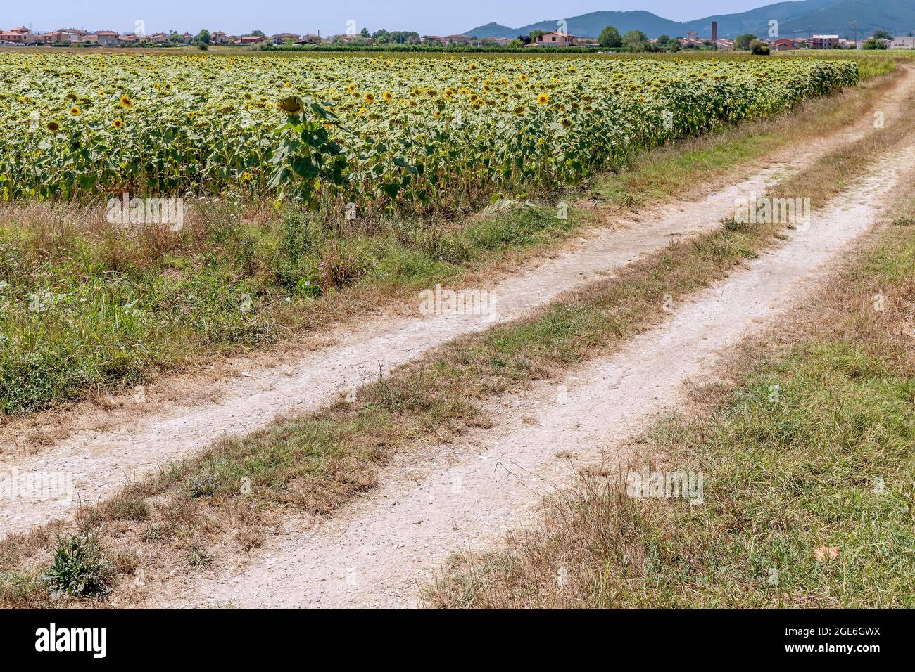 Una strada di campagna costeggia un campo di girasoli con il terreno costellato da una prolungata siccità e Bientina, in Italia, sullo sfondo Foto Stock