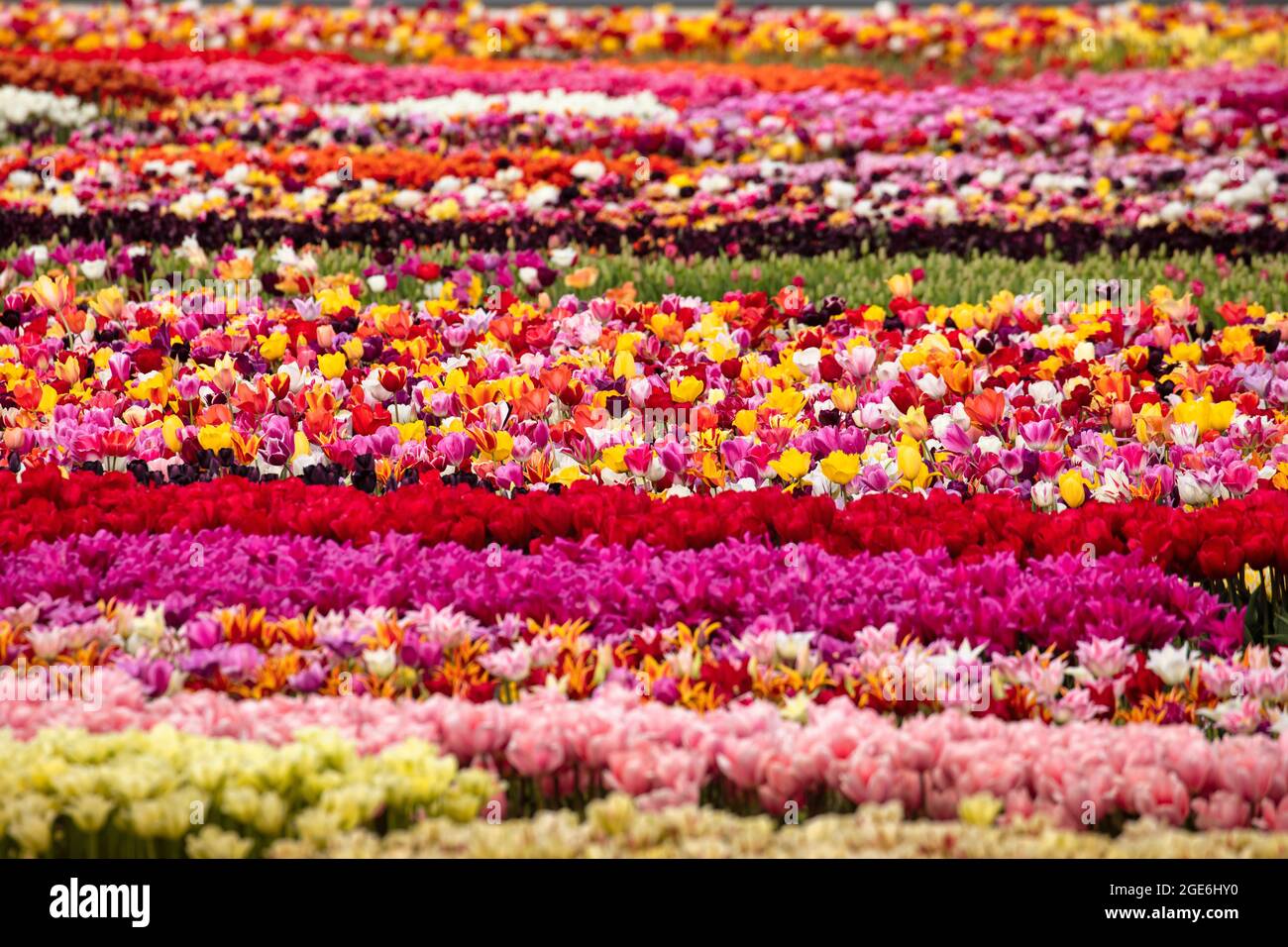 Paesi Bassi, Noordwijkerhout, Tulipani, campi di tulipani. Foto Stock