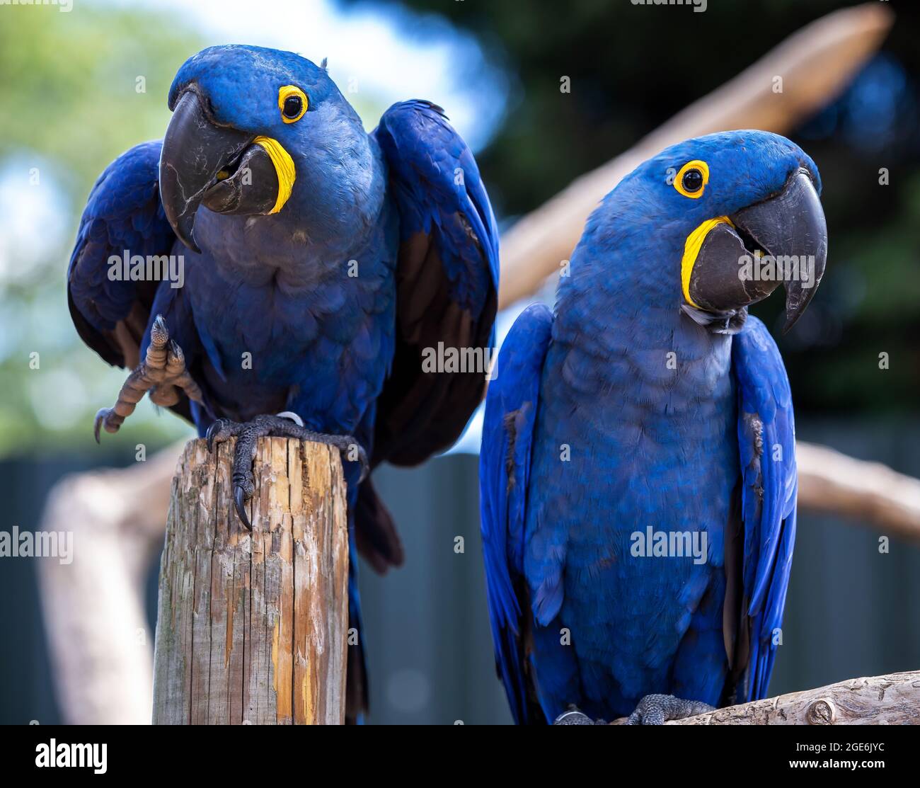 Due rari pappagalli di Hyacinth Macaw blu e giallo in una posa sciocca Foto Stock