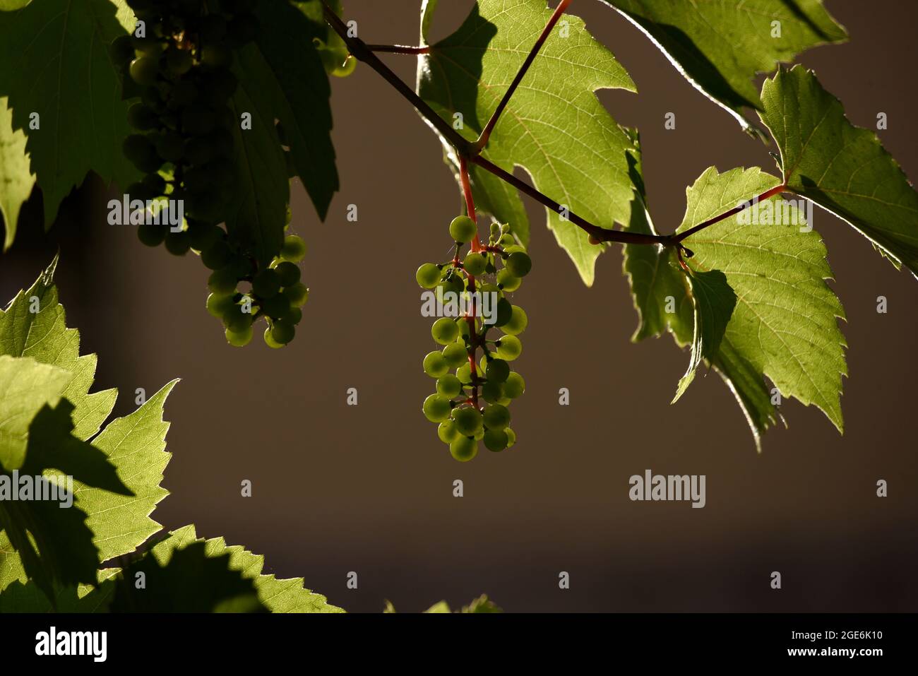 Il sole splendente rende le foglie di vite quasi trasparenti in questa foto scattata nella regione Champagne della Francia Foto Stock