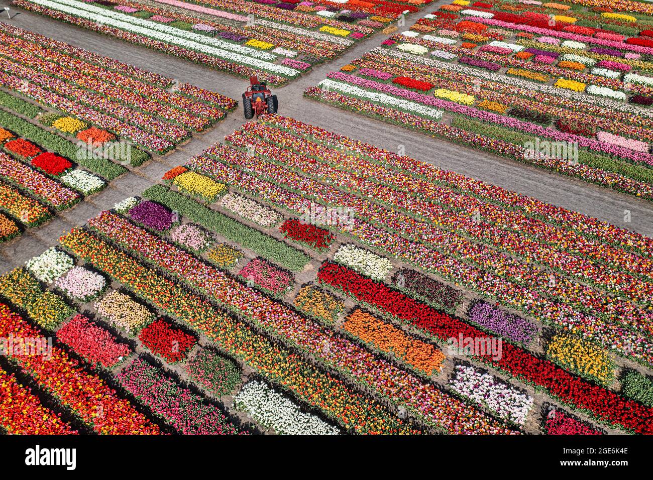 Paesi Bassi, Noordwijkerhout, Tulipani, campi di tulipani. Antenna. Foto Stock