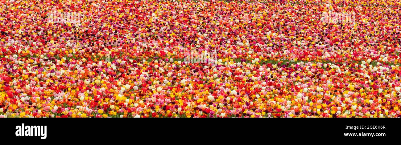 Paesi Bassi, Noordwijkerhout, Tulipani, campi di tulipani. Vista panoramica. Grande formato. Foto Stock