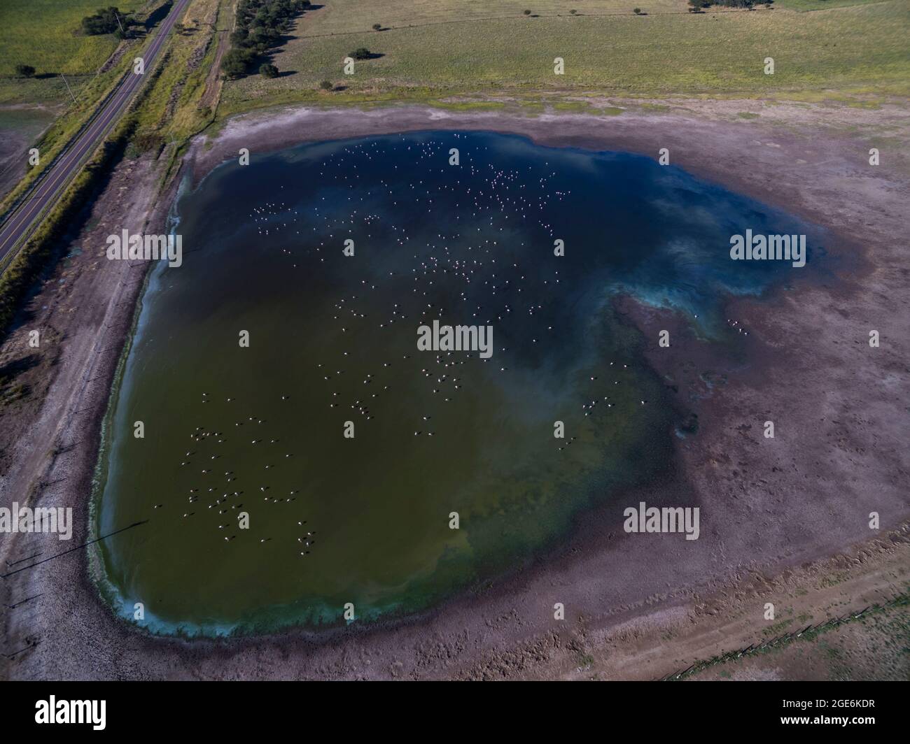 Veduta aerea del gregge di fenicotteri nella laguna di Pampas, provincia di la Pampa, Patagonia, Argentina. Foto Stock