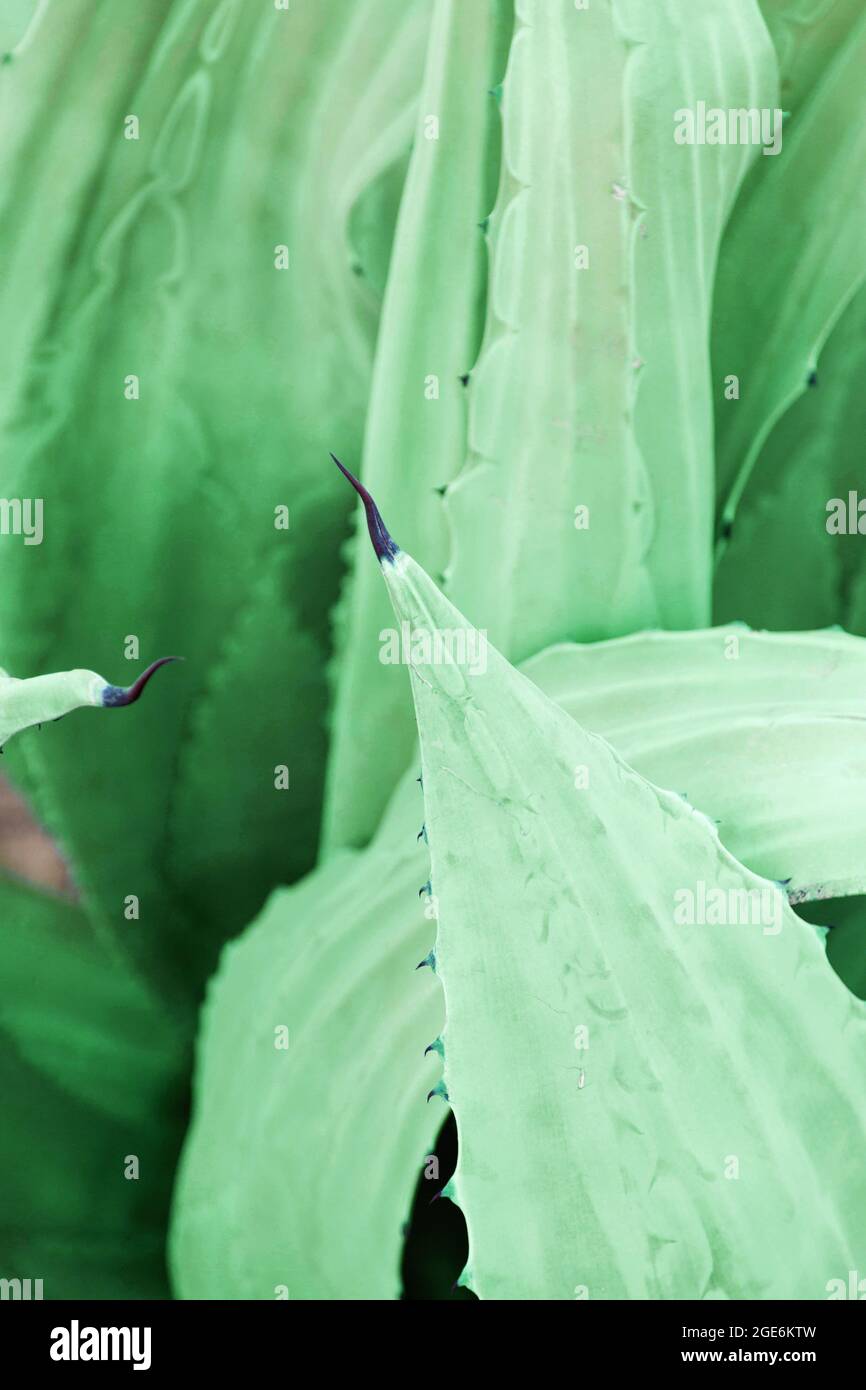 Aloe vera pianta sfondo naturale. L'aloe vera verde fresco lascia la texture come sfondo. Foto Stock