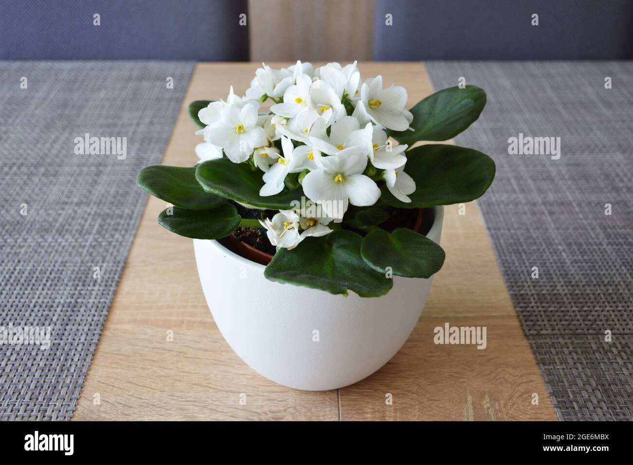 Viola africano bianco in vaso di fiori Foto Stock
