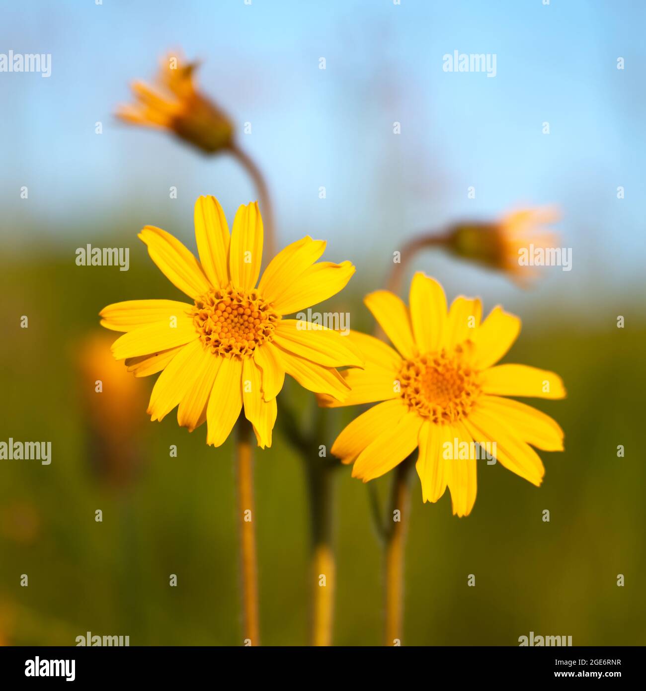 Arnica fiore (heartleaf) primo piano in estate montagna prato. Fotografia macro Foto Stock
