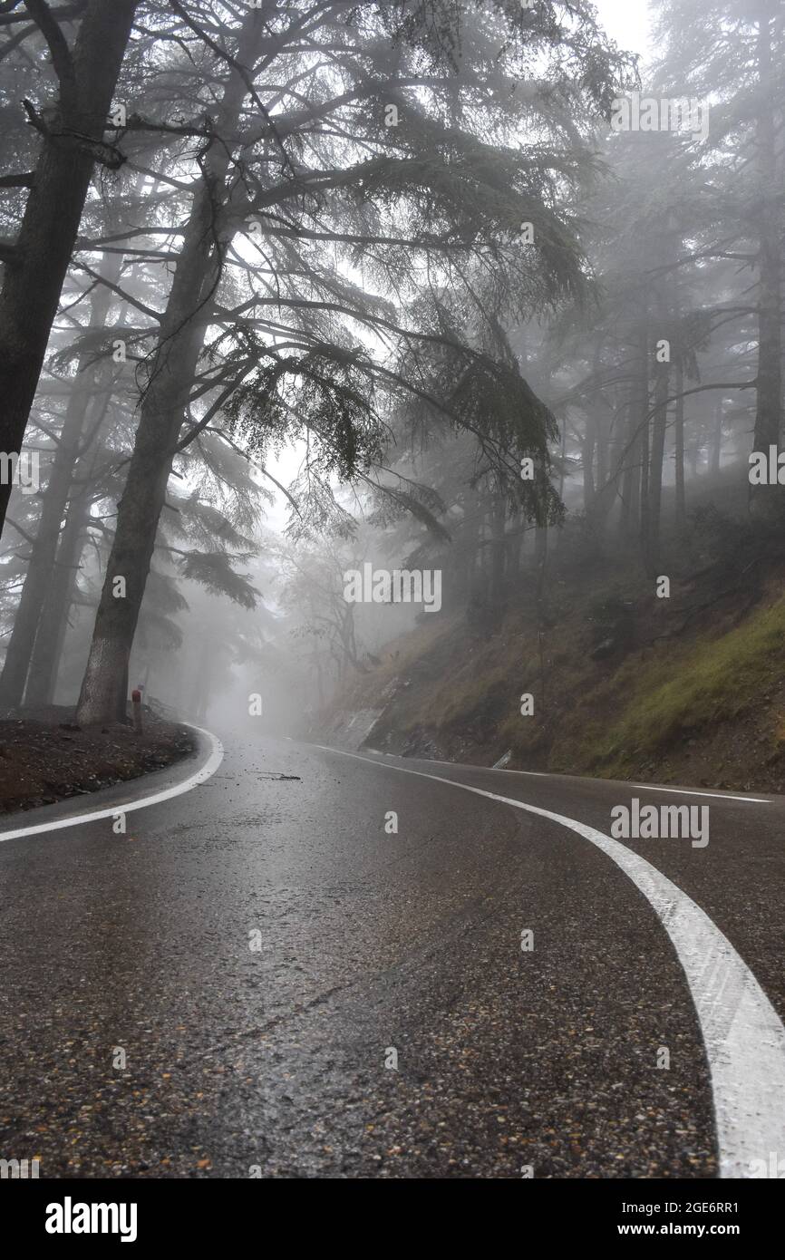 Strada forestale piovosa nel Parco Nazionale di Chrea, Blida, Algeria. Foto Stock