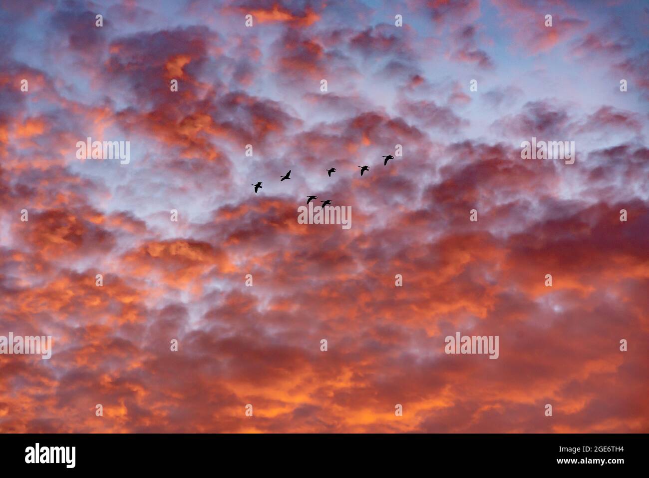 Oche che volano attraverso un cielo ardente al tramonto, Arnside, Milnthorpe, Cumbria, Regno Unito Foto Stock