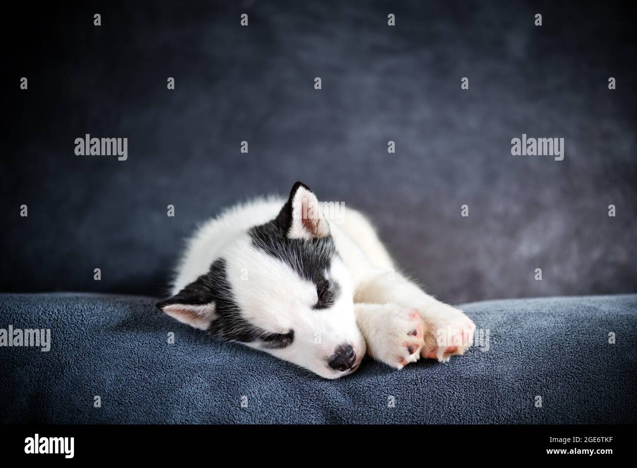 Un piccolo cucciolo di cane bianco razza Husky siberiano con gli occhi blu bella dormire su tappeto grigio. Fotografia di cani e animali domestici Foto Stock