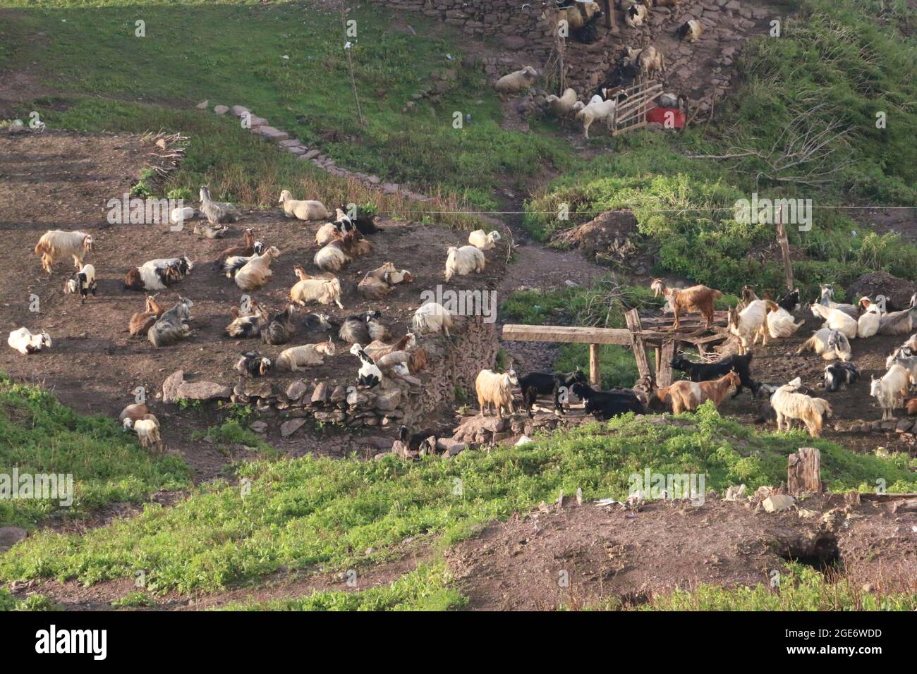 Un enorme gruppo di animali di agnello seduto Foto Stock