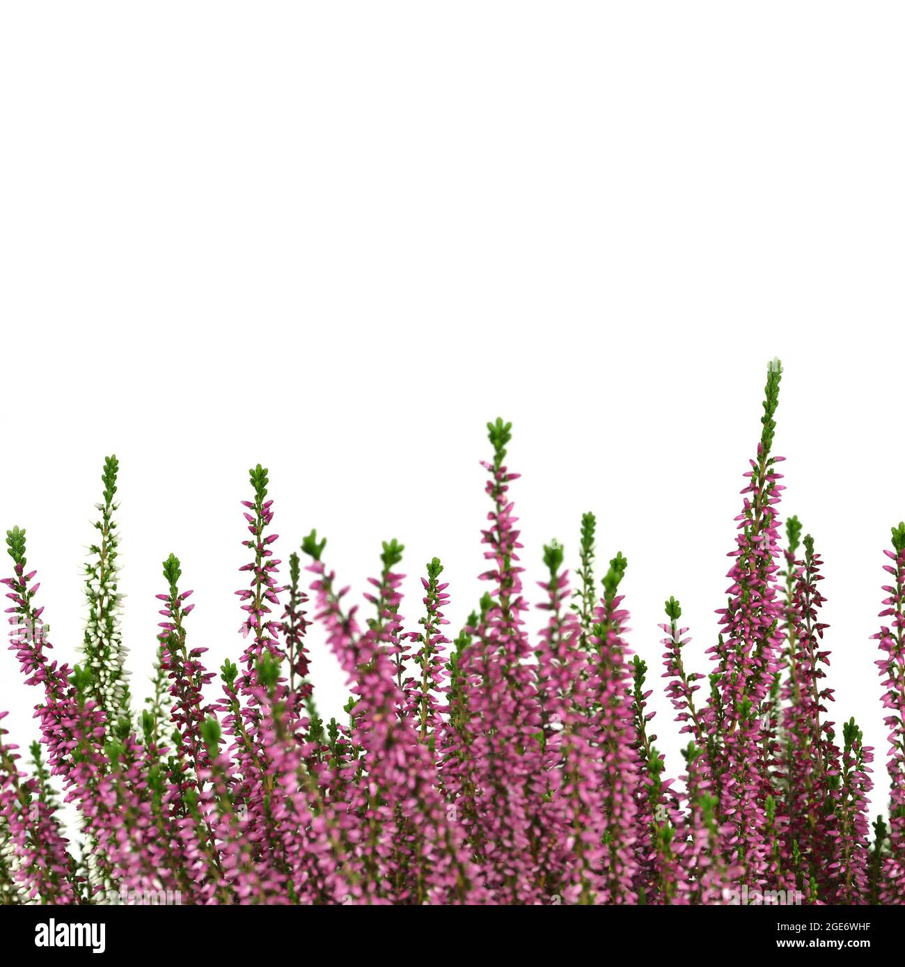 Fiori di Heather o Calluna vulgaris pianta isolata su sfondo bianco Foto Stock