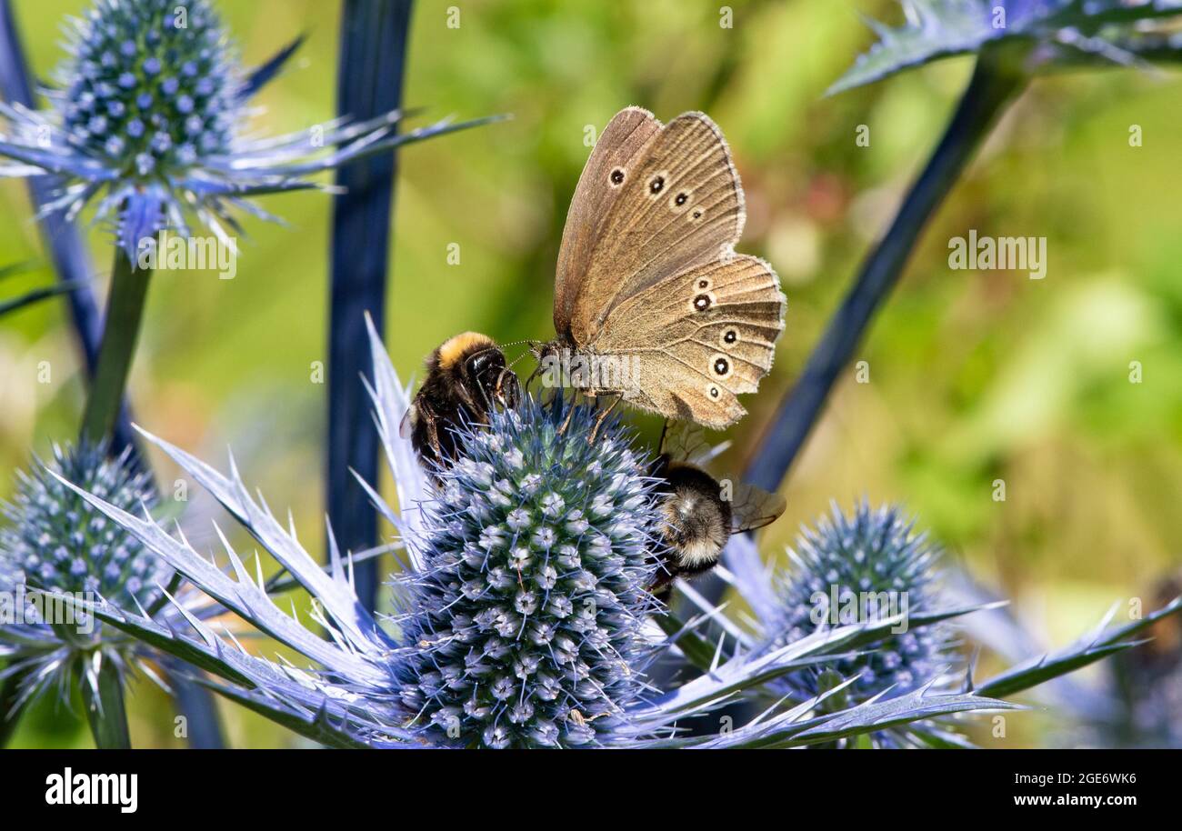 Una farfalla ringlet con le api bumble sul cardo alpino, Chipping, Preston, Lancashire, Regno Unito Foto Stock