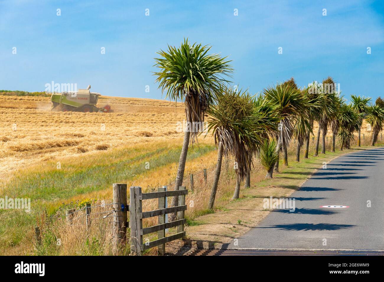 Abbinando l'orzo vicino al Giardino Botanico Logan, Port Logan Stranraer, Dumfries e Galloway dopo un lungo e asciutto incantesimo. Il clima eccezionalmente mite Foto Stock