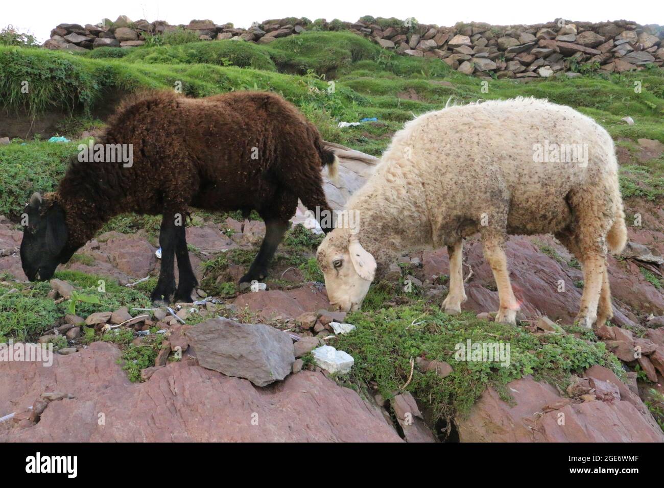Primo piano agnello bianco e marrone mangiare erba Foto Stock
