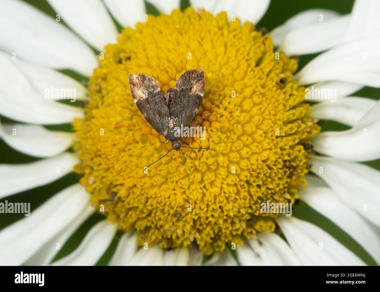 Una falena comune di ortica su un Oxeye Daisy, Chipping, Preston, Lancashire, Regno Unito Foto Stock