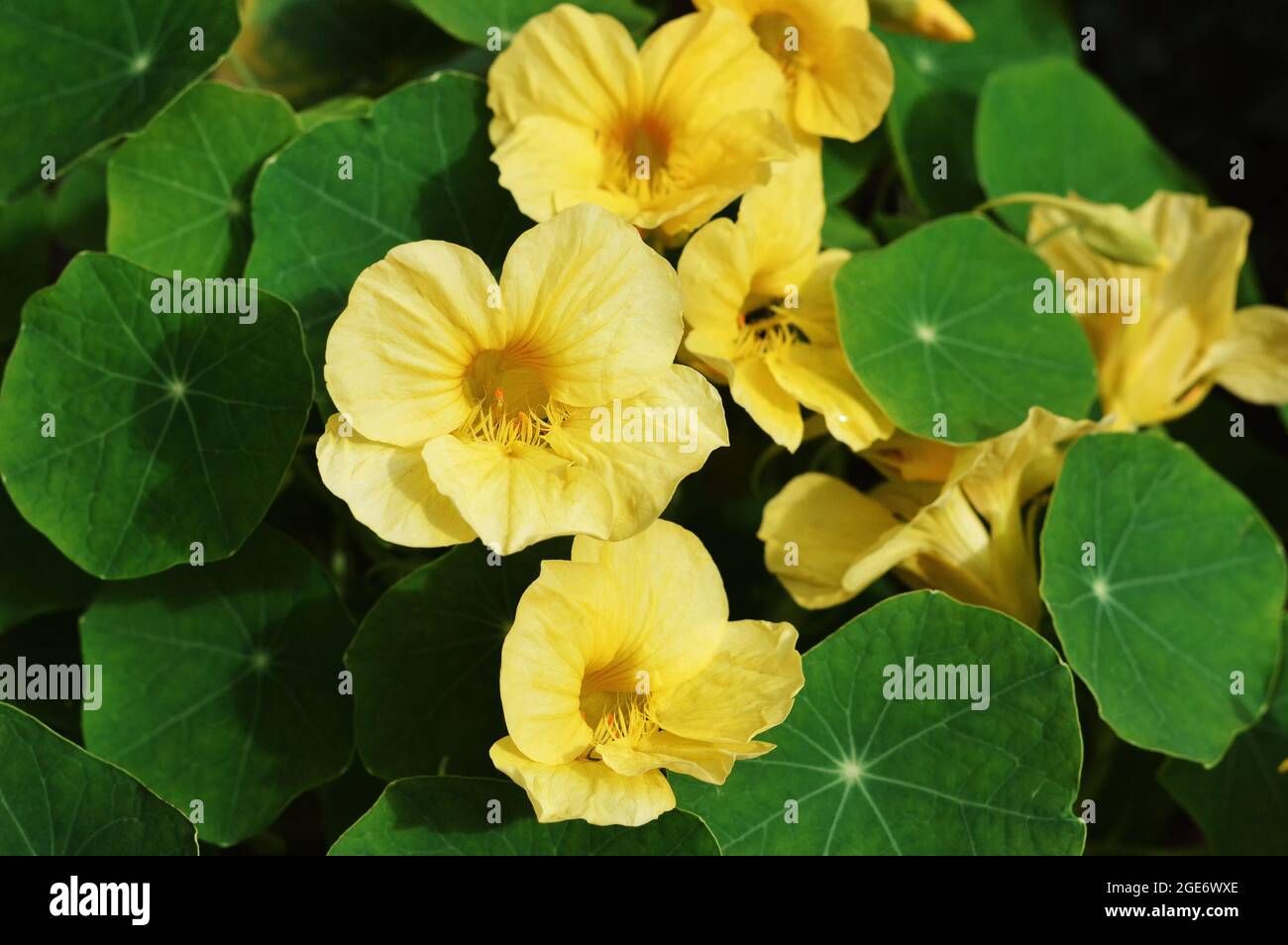 Fiori di nasturzio gialli in giardino Foto Stock