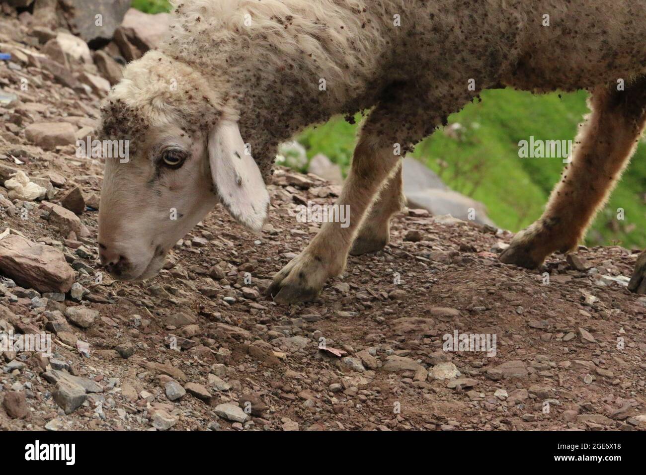Primo piano di Agnello in cerca di erba Foto Stock