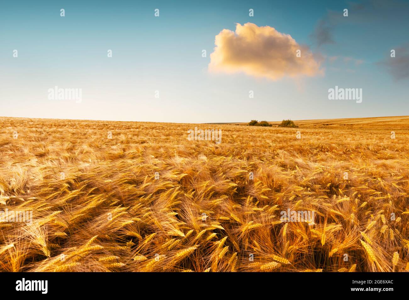 Campo di grano dorato maturo contro lo sfondo del cielo di tramonto arancione. Fotografia di paesaggio Foto Stock